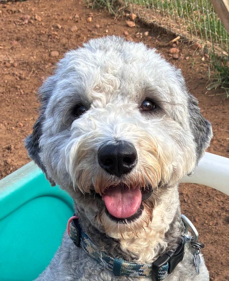 Enlarge Rocko, a Adoptable Sheepadoodle in Garland, TX image 1/4