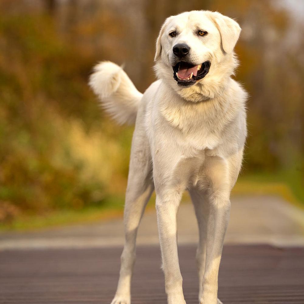 Enlarge Cowboy - 25109, a Adoptable mixed breed in Armonk, NY image 3/4
