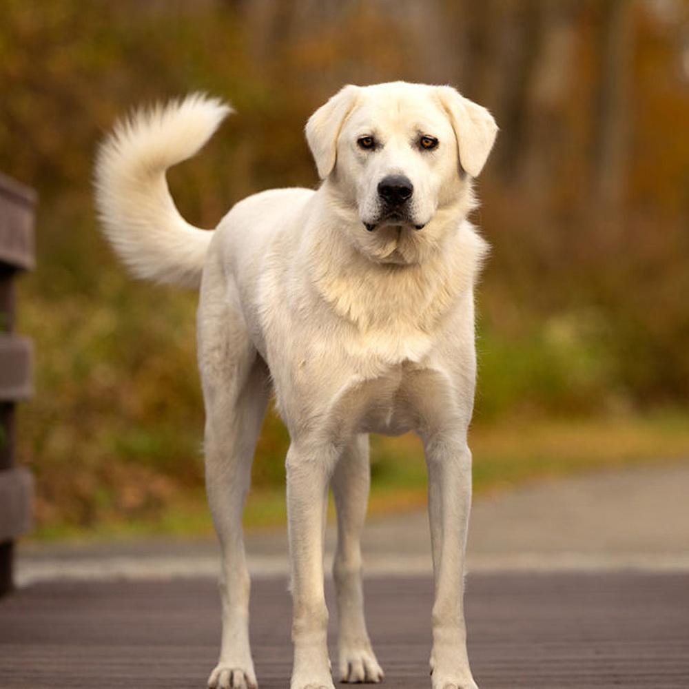 Cowboy - 25109, a Adoptable mixed breed in Armonk, NY image 2/4