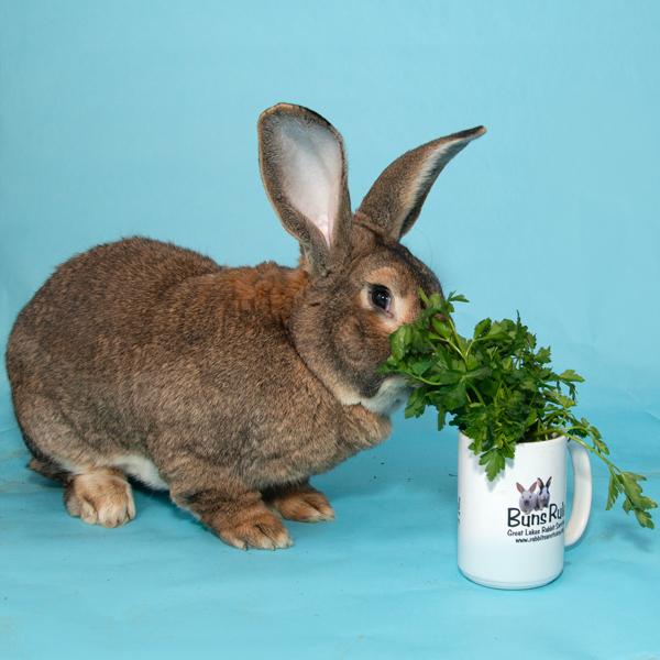 Enlarge Oscar, a Adopted Bunny Rabbit in Whittaker, MI image 2/3