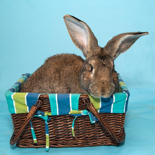 Enlarge Oscar, a Adopted Bunny Rabbit in Whittaker, MI image 3/3
