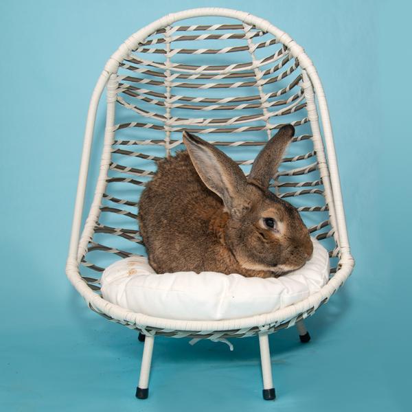 Enlarge Oscar, a Adopted Bunny Rabbit in Whittaker, MI image 1/3