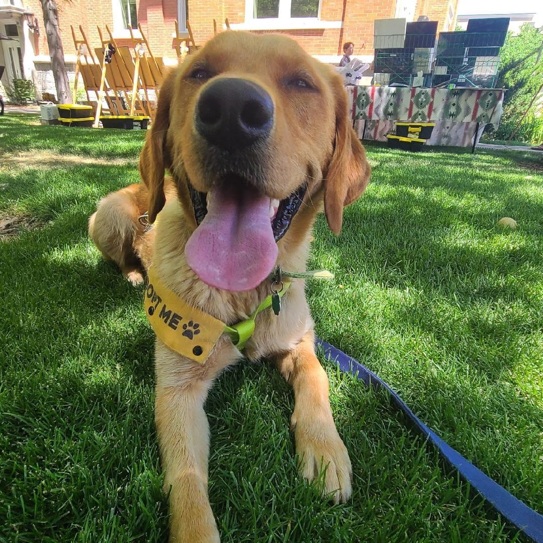 Wilbur, an adoptable Yellow Labrador Retriever in Millville, UT, 84326 | Photo Image 2