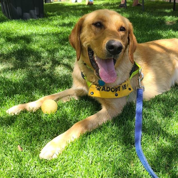 Wilbur, an adoptable Yellow Labrador Retriever in Millville, UT, 84326 | Photo Image 1