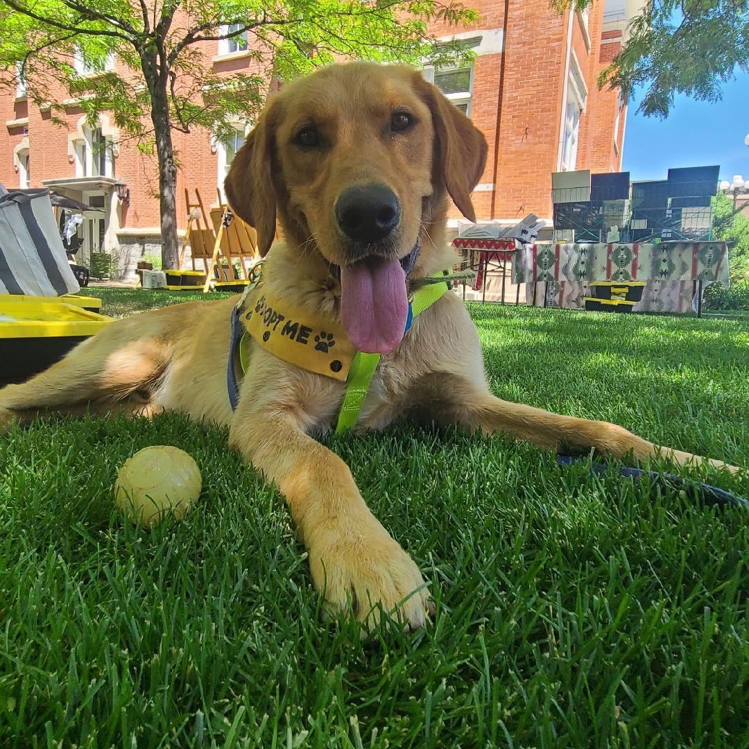 Wilbur, an adoptable Yellow Labrador Retriever in Millville, UT, 84326 | Photo Image 3