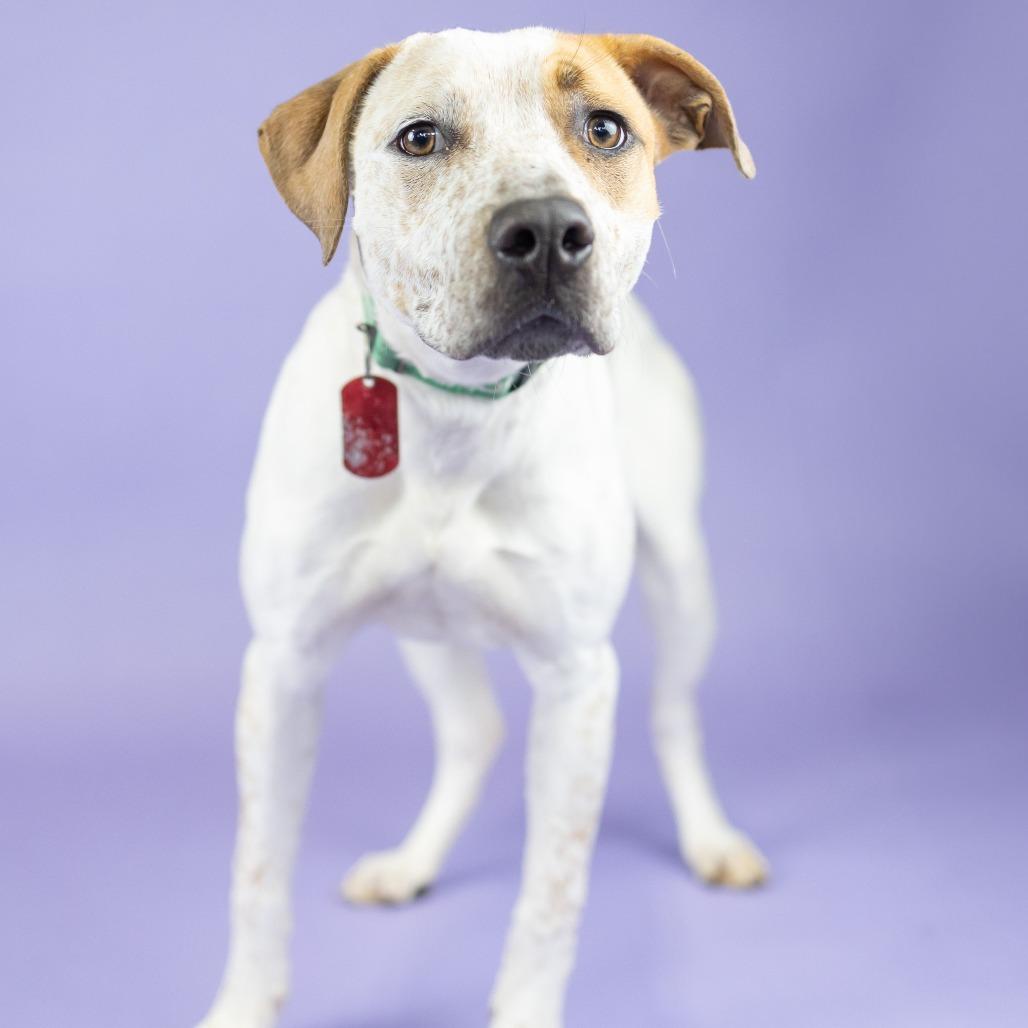 Enlarge Roamy, a Adoptable mixed breed in Portland, OR image 1/3
