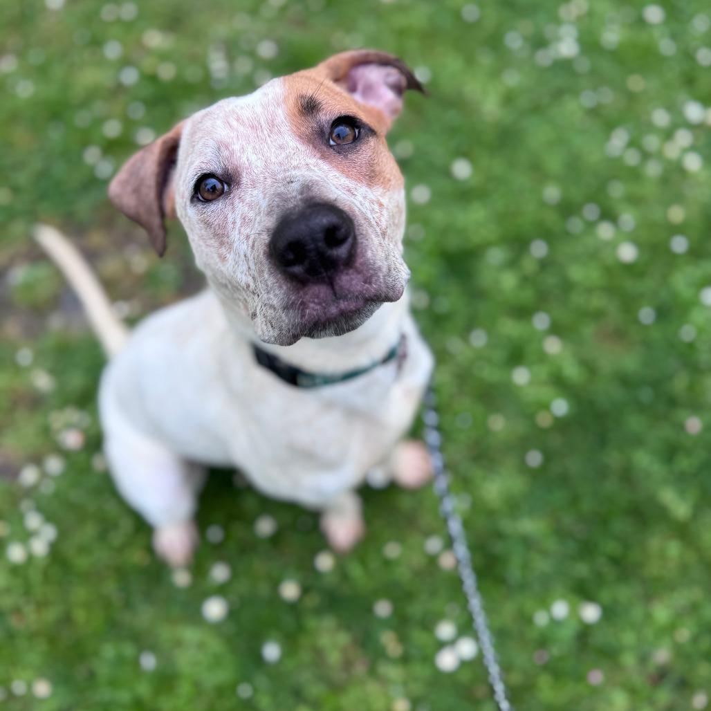 Enlarge Roamy, a Adoptable mixed breed in Portland, OR image 2/3