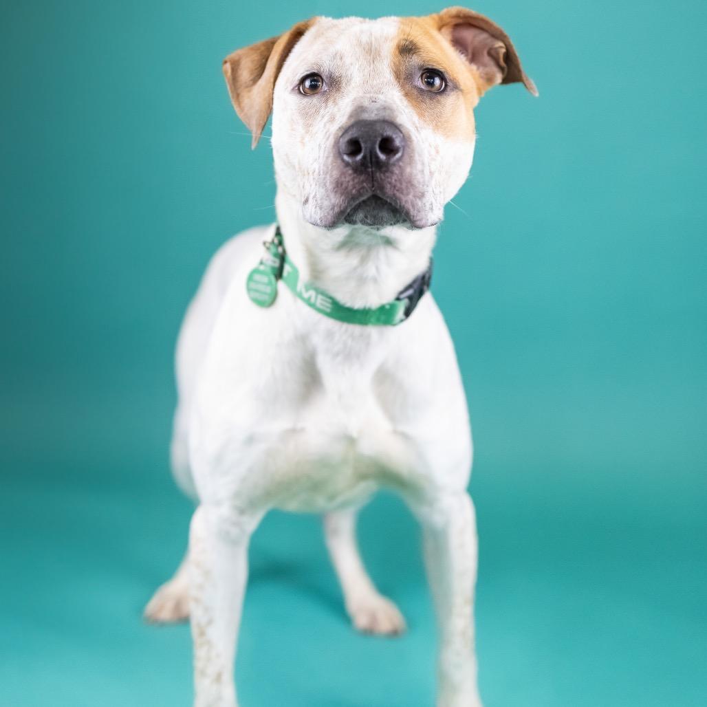 Enlarge Roamy, a Adoptable mixed breed in Portland, OR image 3/3