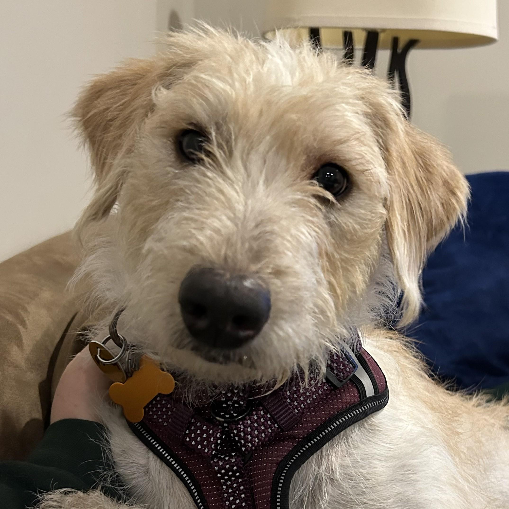Peony, adopted, Adult Female Labradoodle.