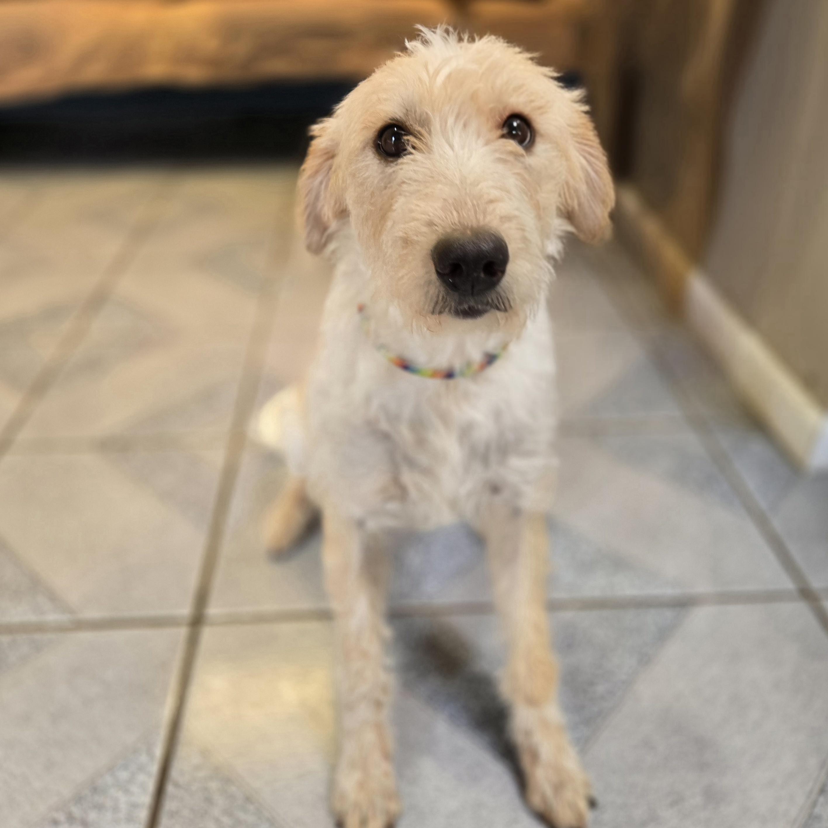 Enlarge Peony, an adopted Labradoodle in Normal, IL image 3/4