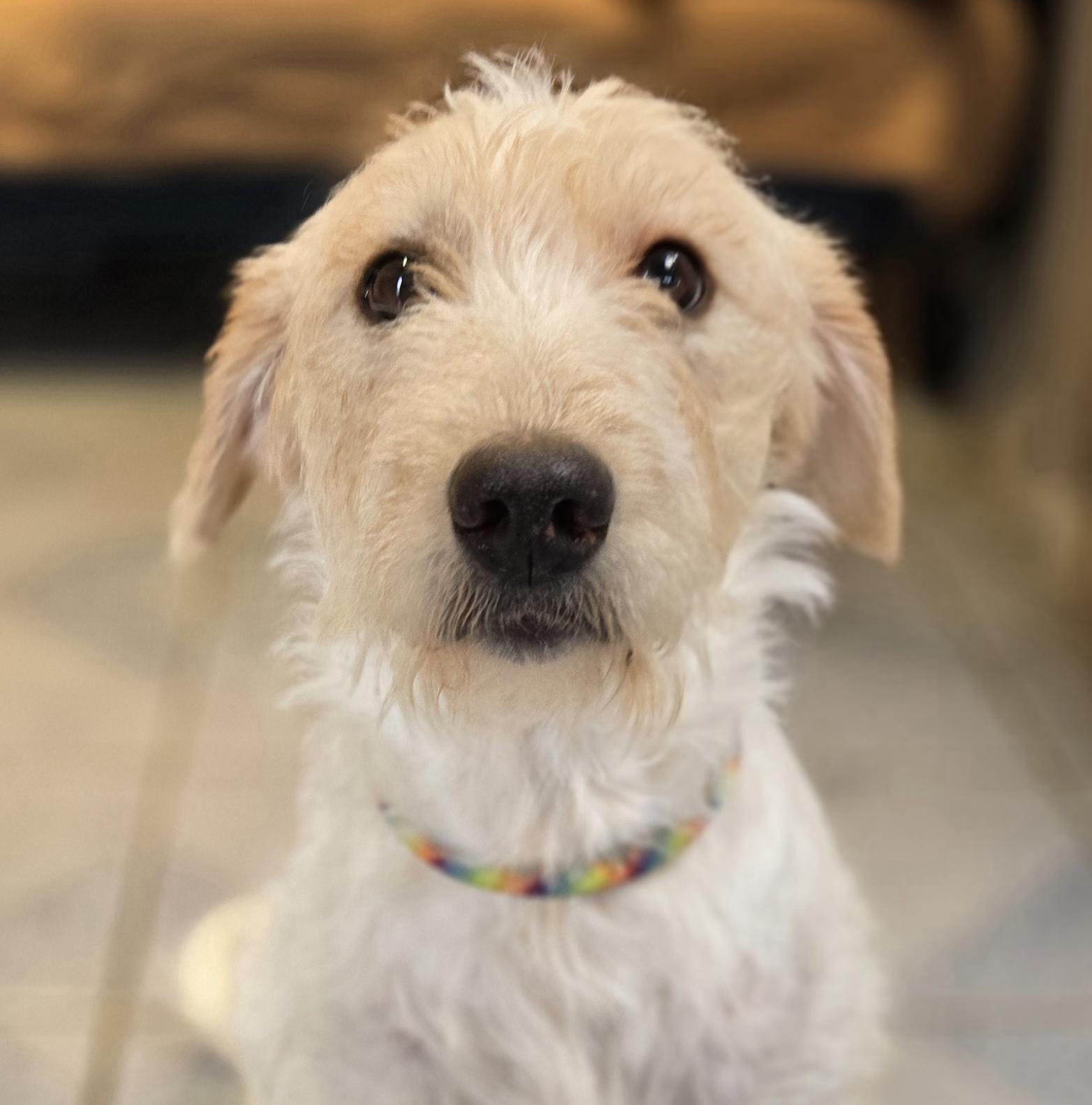 Enlarge Peony, an adopted Labradoodle in Normal, IL image 2/4