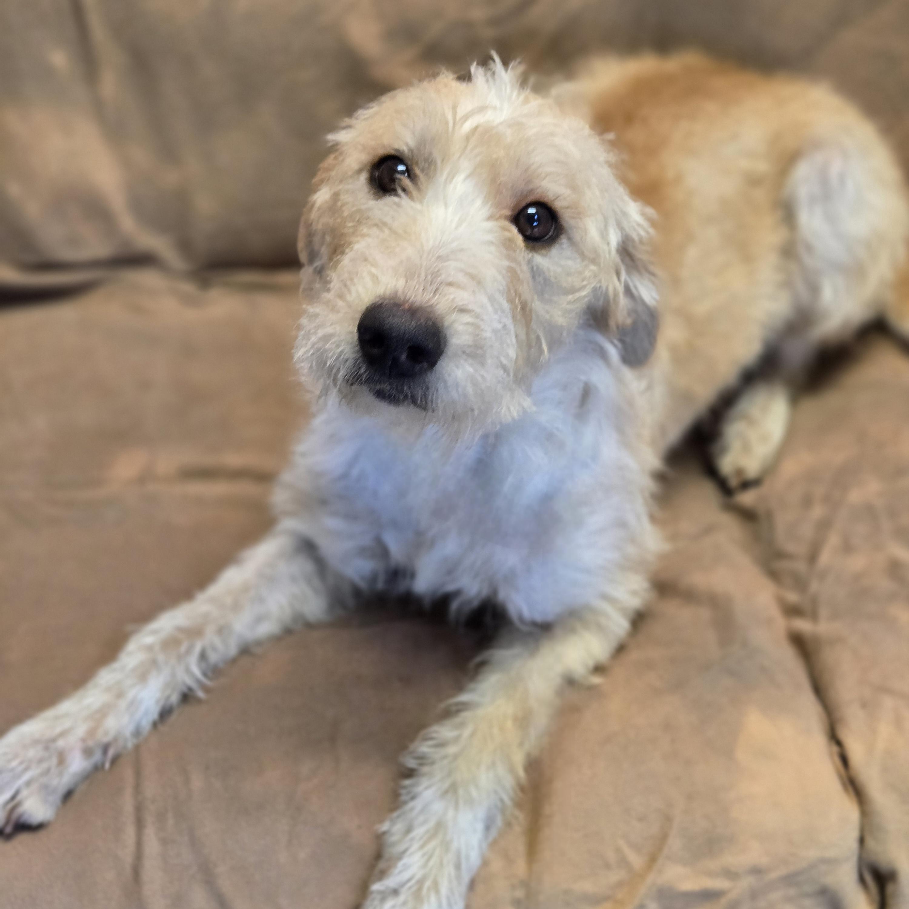 Enlarge Peony, an adopted Labradoodle in Normal, IL image 4/4