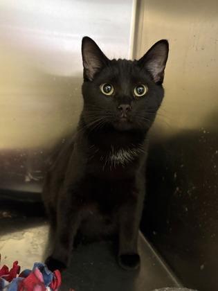 Rocket, Adoptable, Young Male Domestic Medium Hair & Domestic Short Hair.