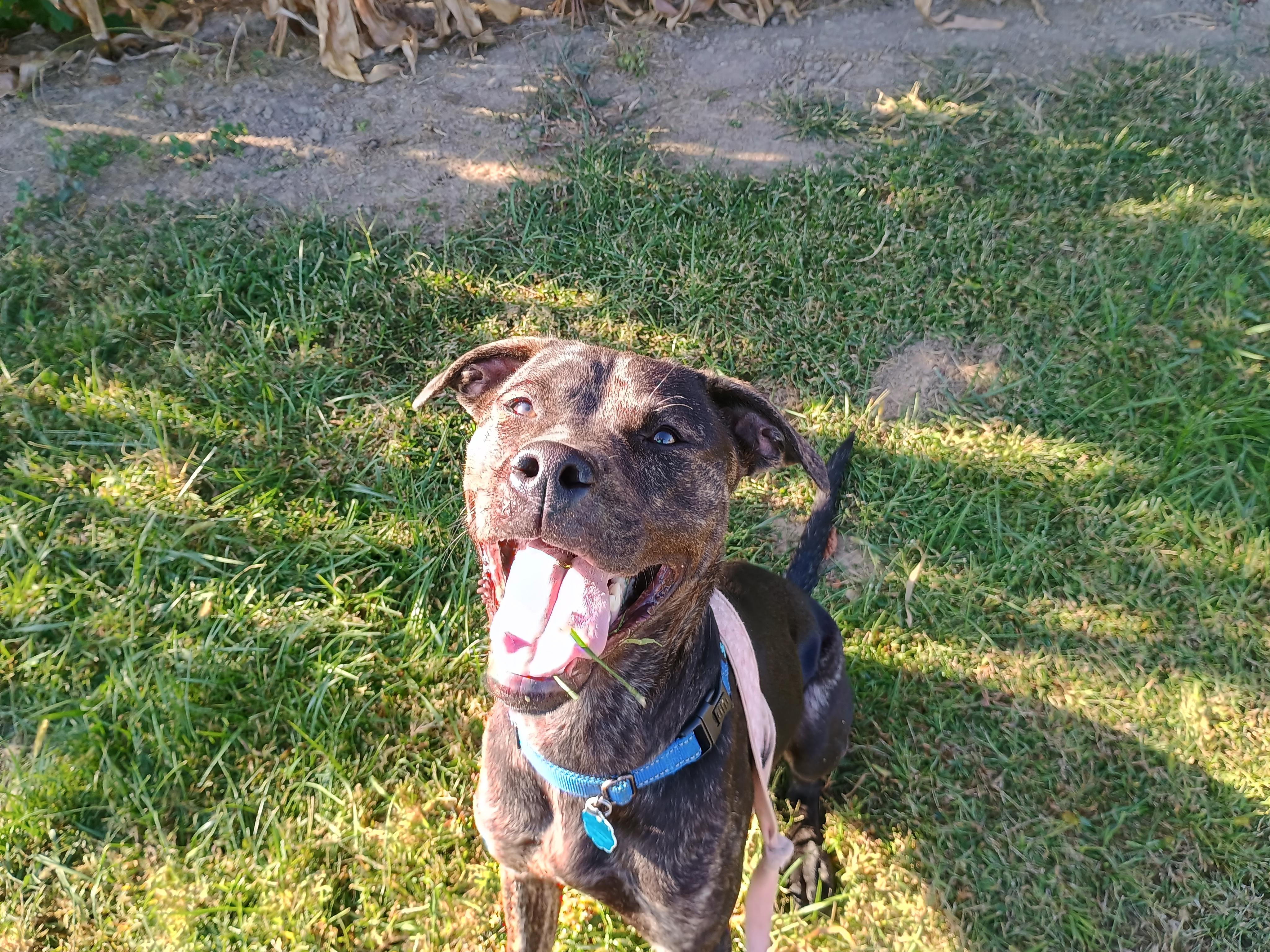 Zane, Adoptable, Young Male Doberman Pinscher & Plott Hound.