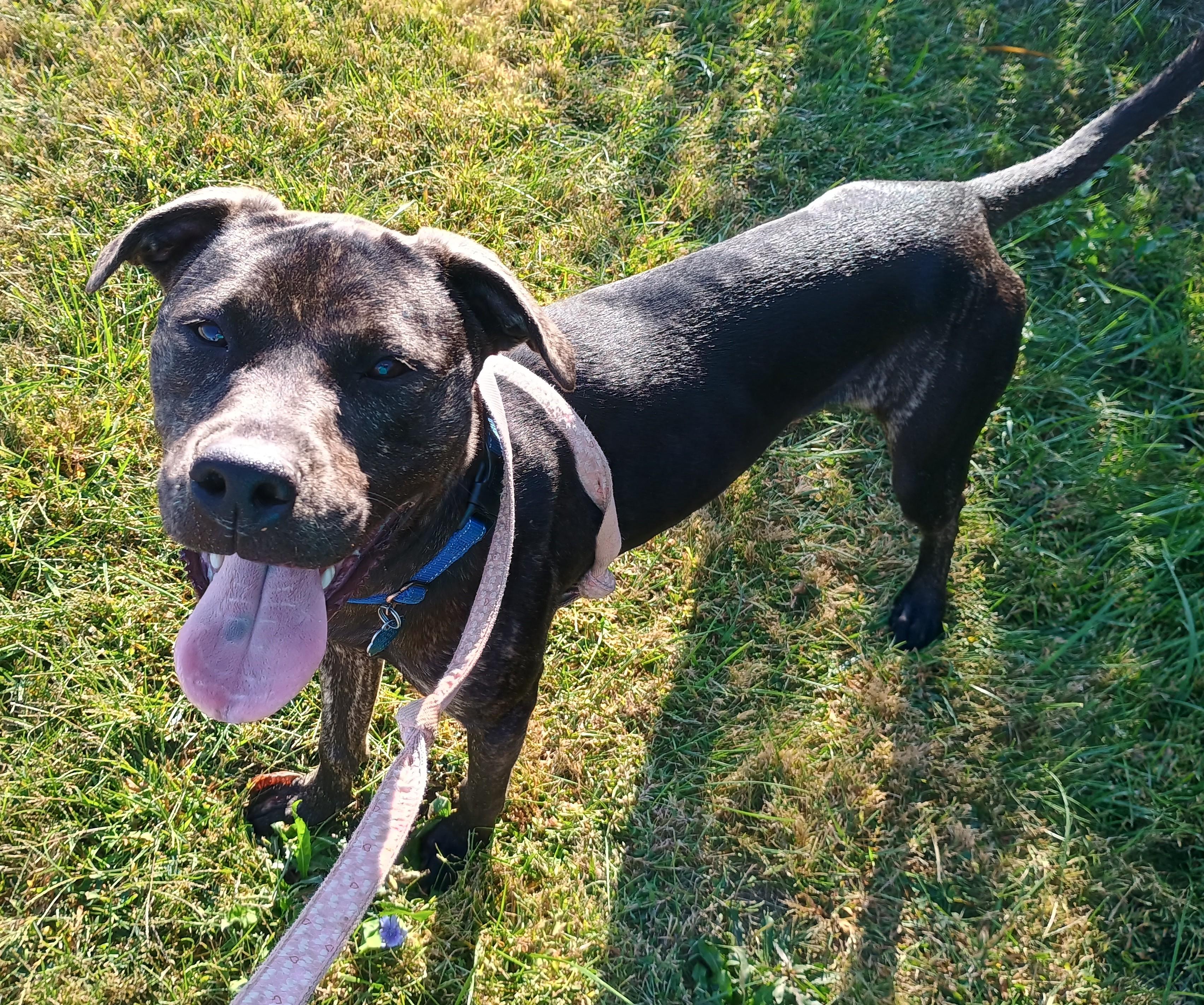 Enlarge Zane, a Adoptable mixed breed in Liberty, IN image 2/6