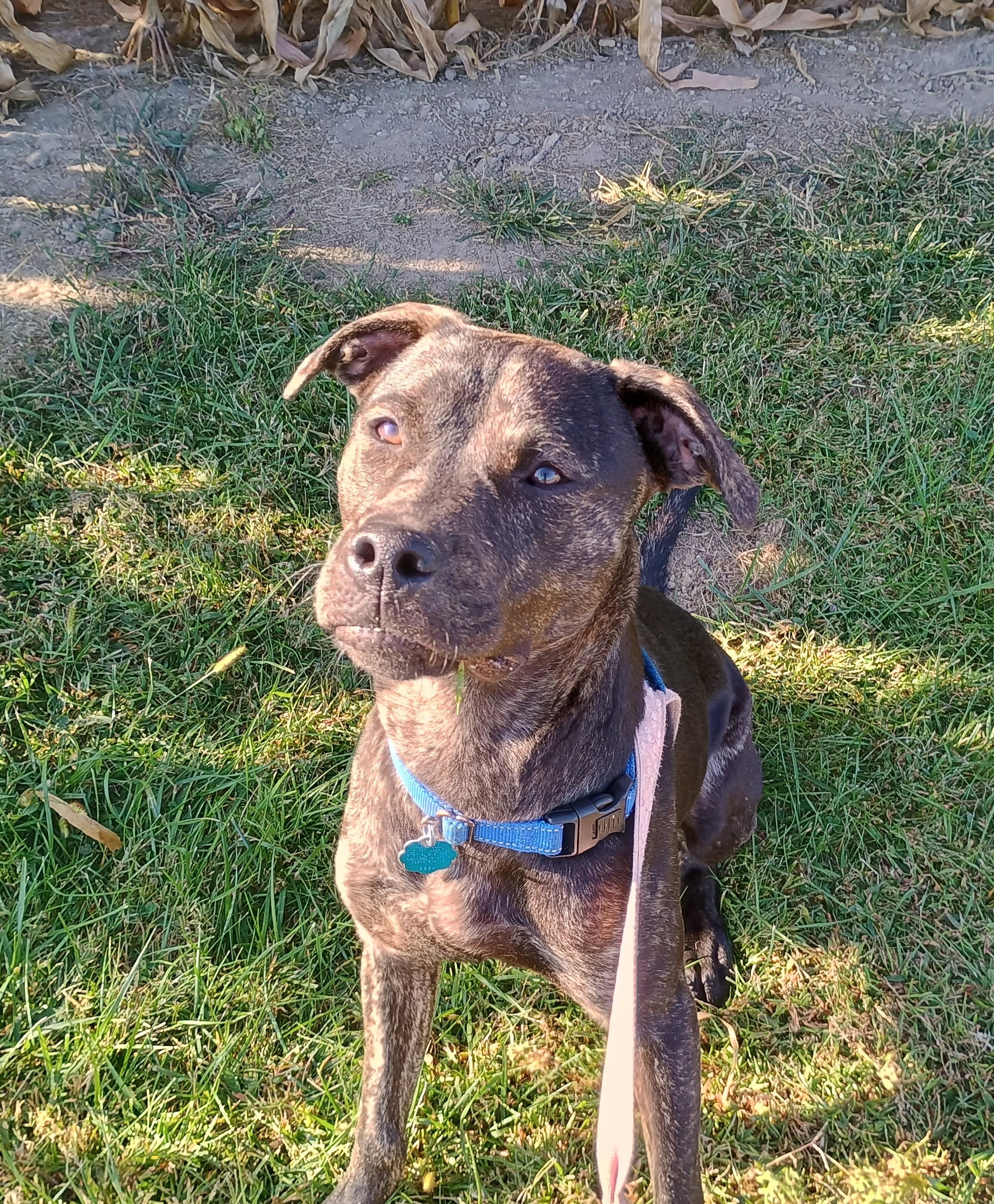 Enlarge Zane, a Adoptable mixed breed in Liberty, IN image 4/6