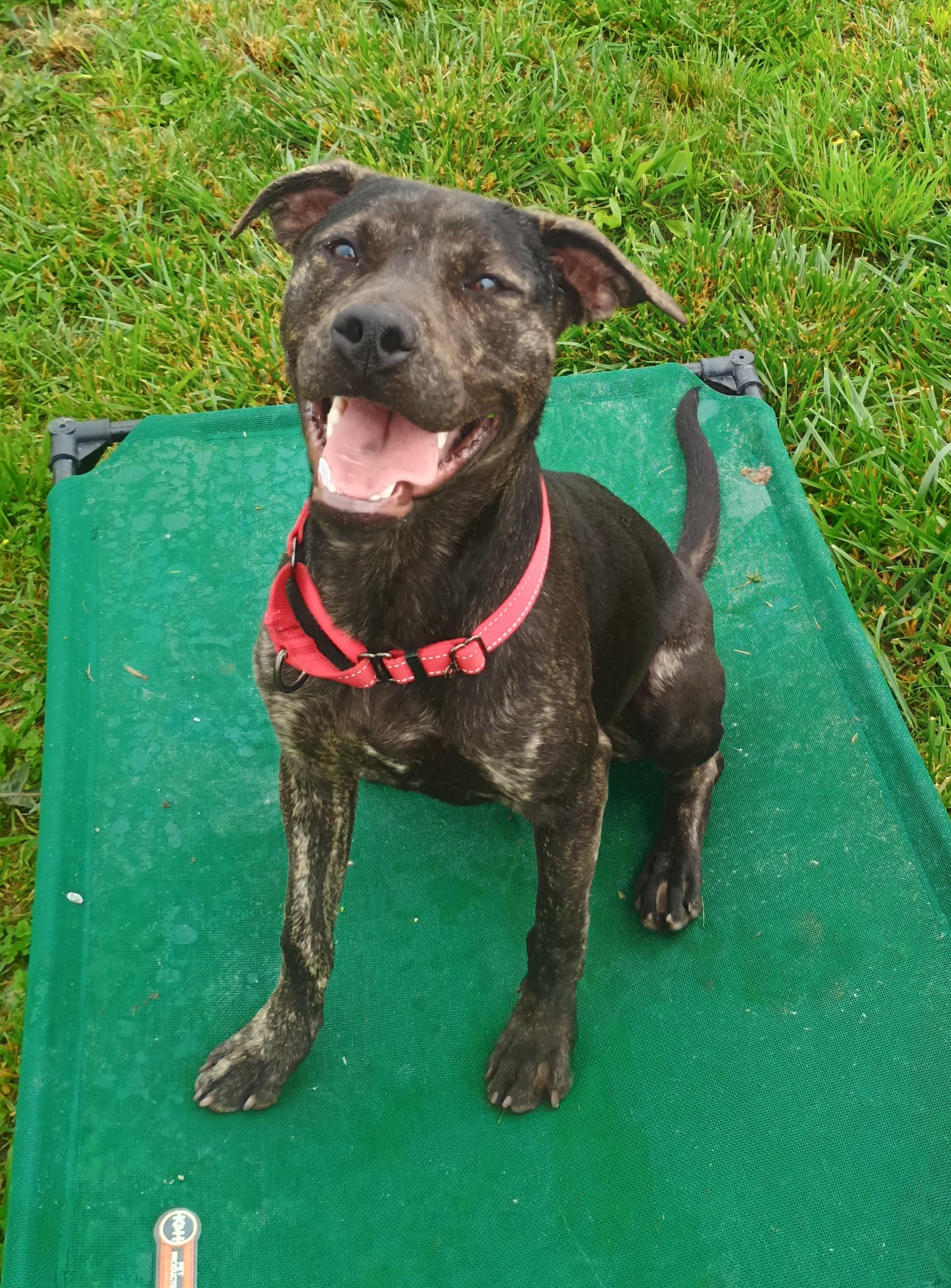 Enlarge Zane, a Adoptable mixed breed in Liberty, IN image 5/6