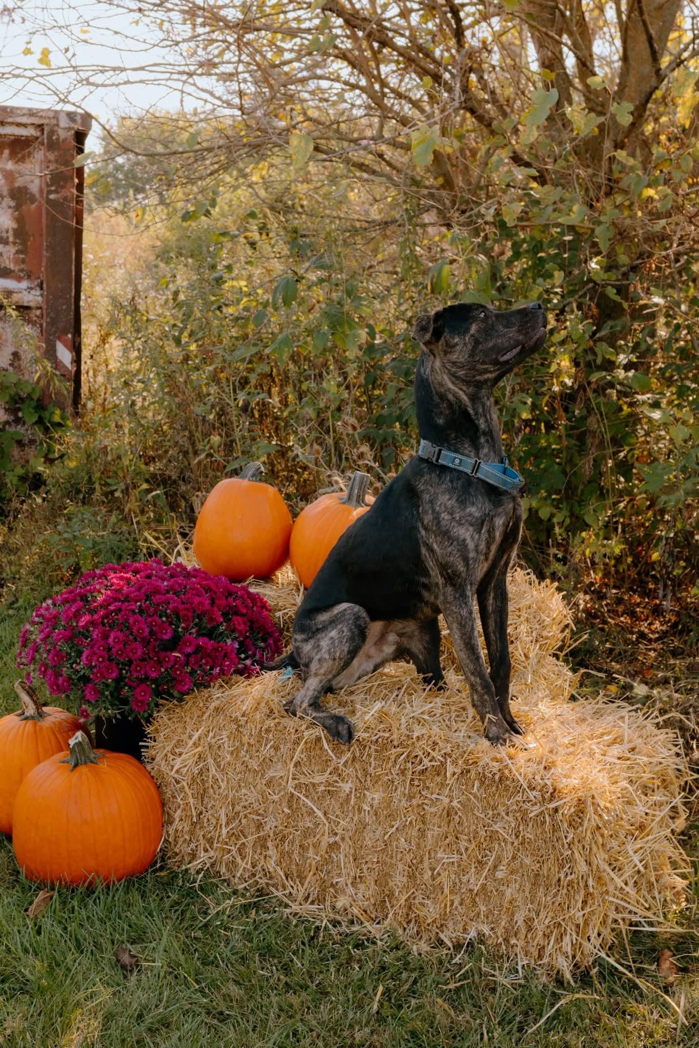 Enlarge Zane, a Adoptable mixed breed in Liberty, IN image 6/6