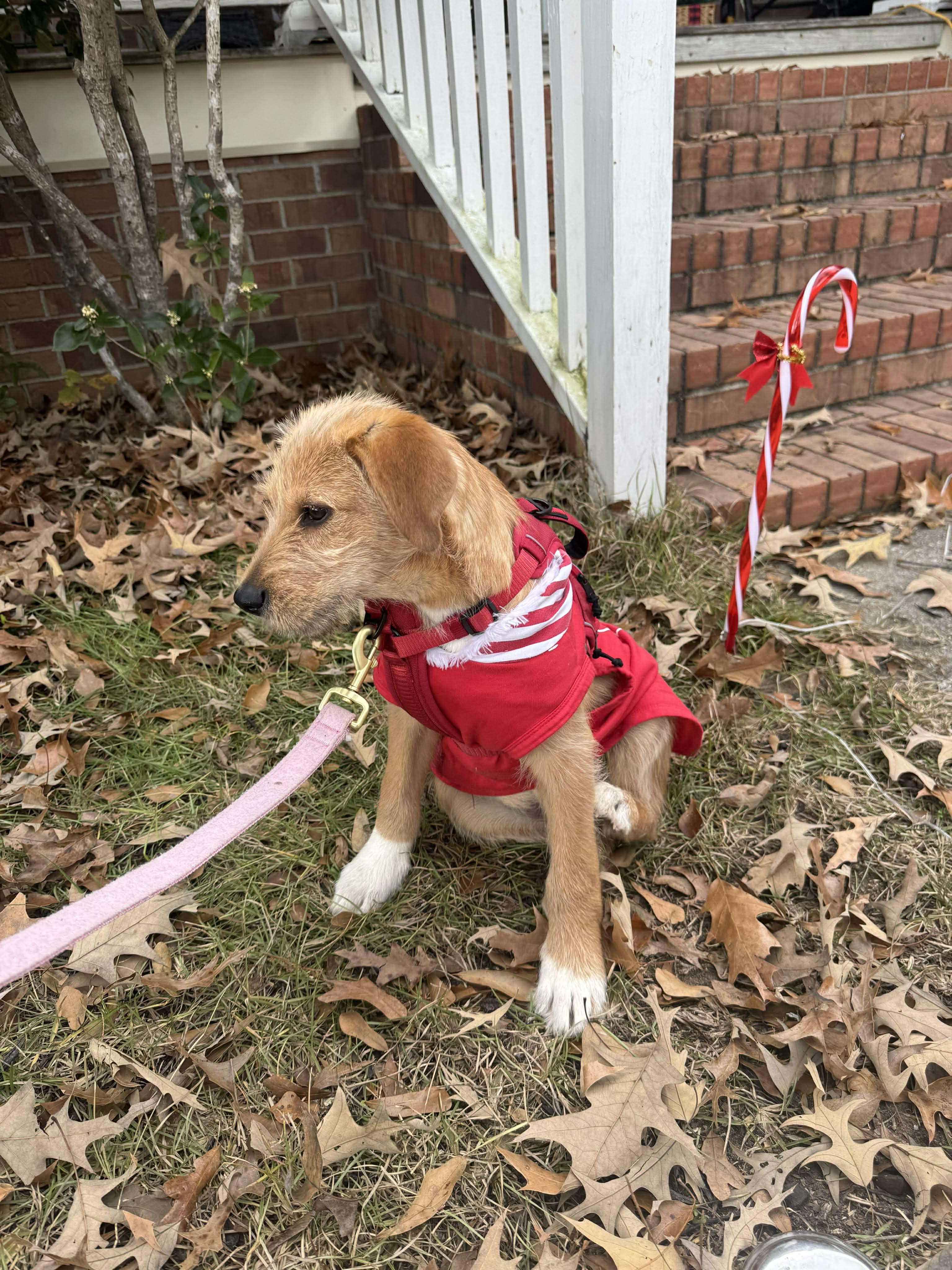 Benji, an adoptable Wirehaired Terrier in Wando, SC image 1/4