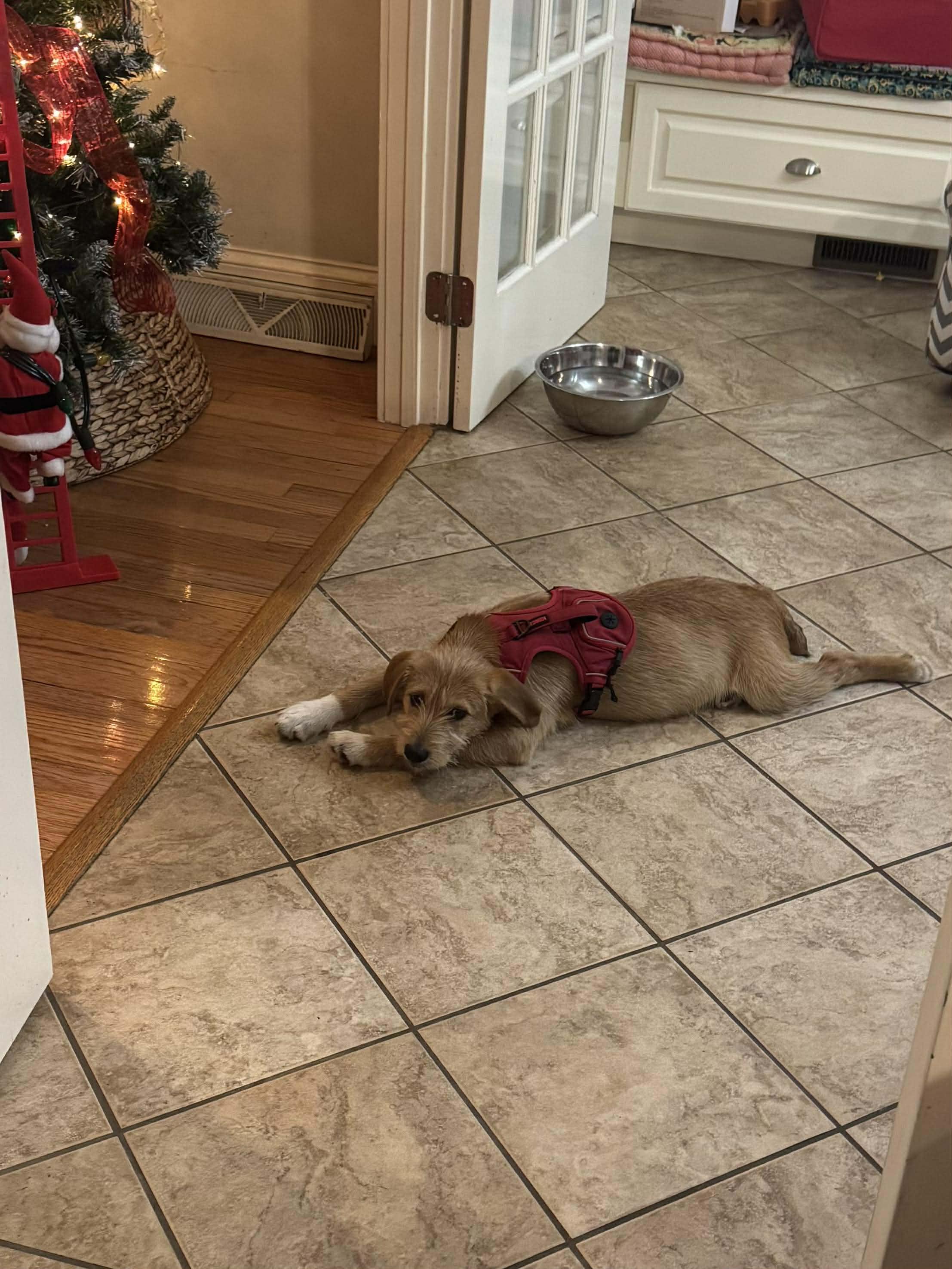 Benji, an adoptable Wirehaired Terrier in Wando, SC image 2/4