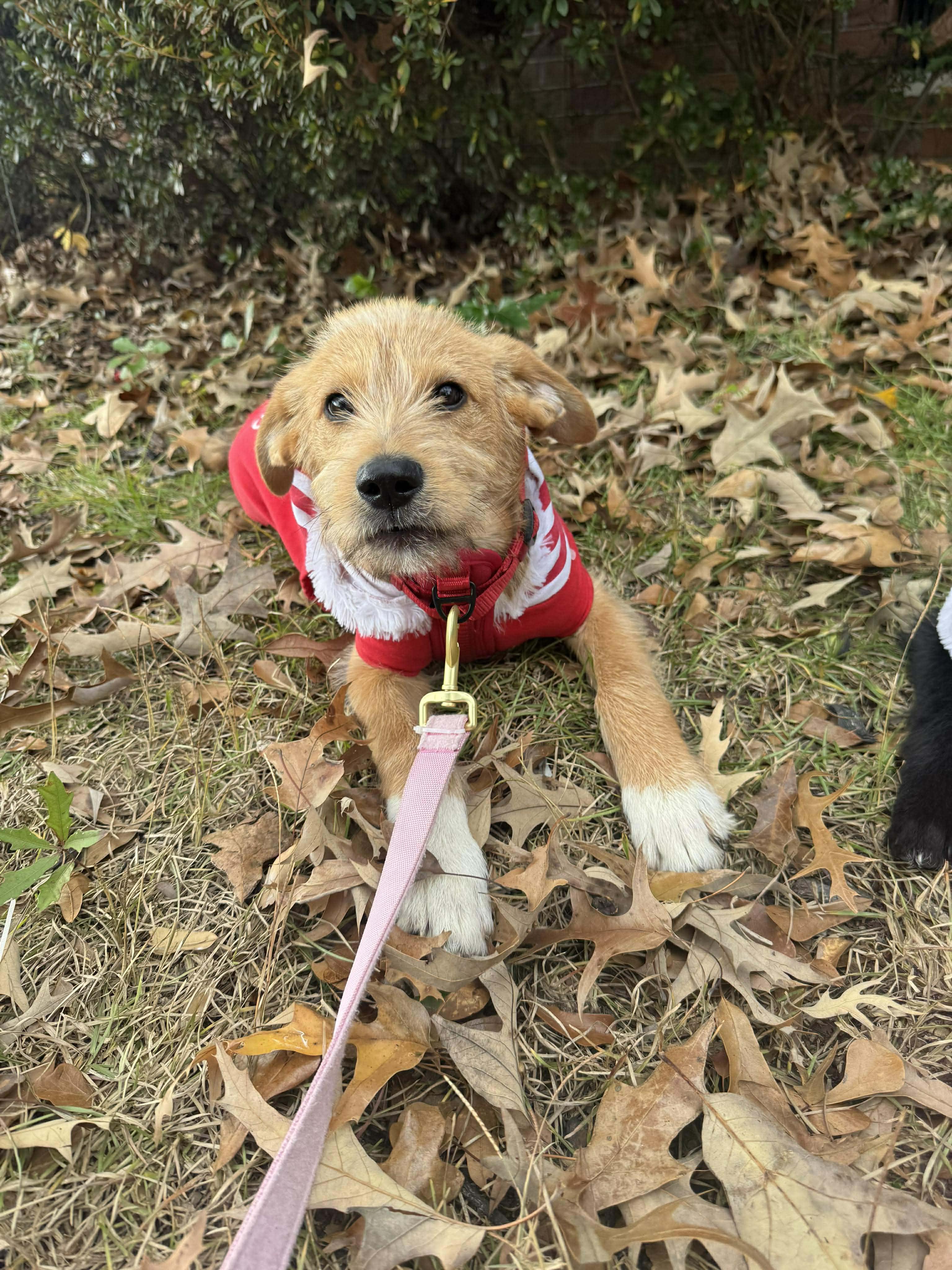 Benji, an adoptable Wirehaired Terrier in Wando, SC image 3/4