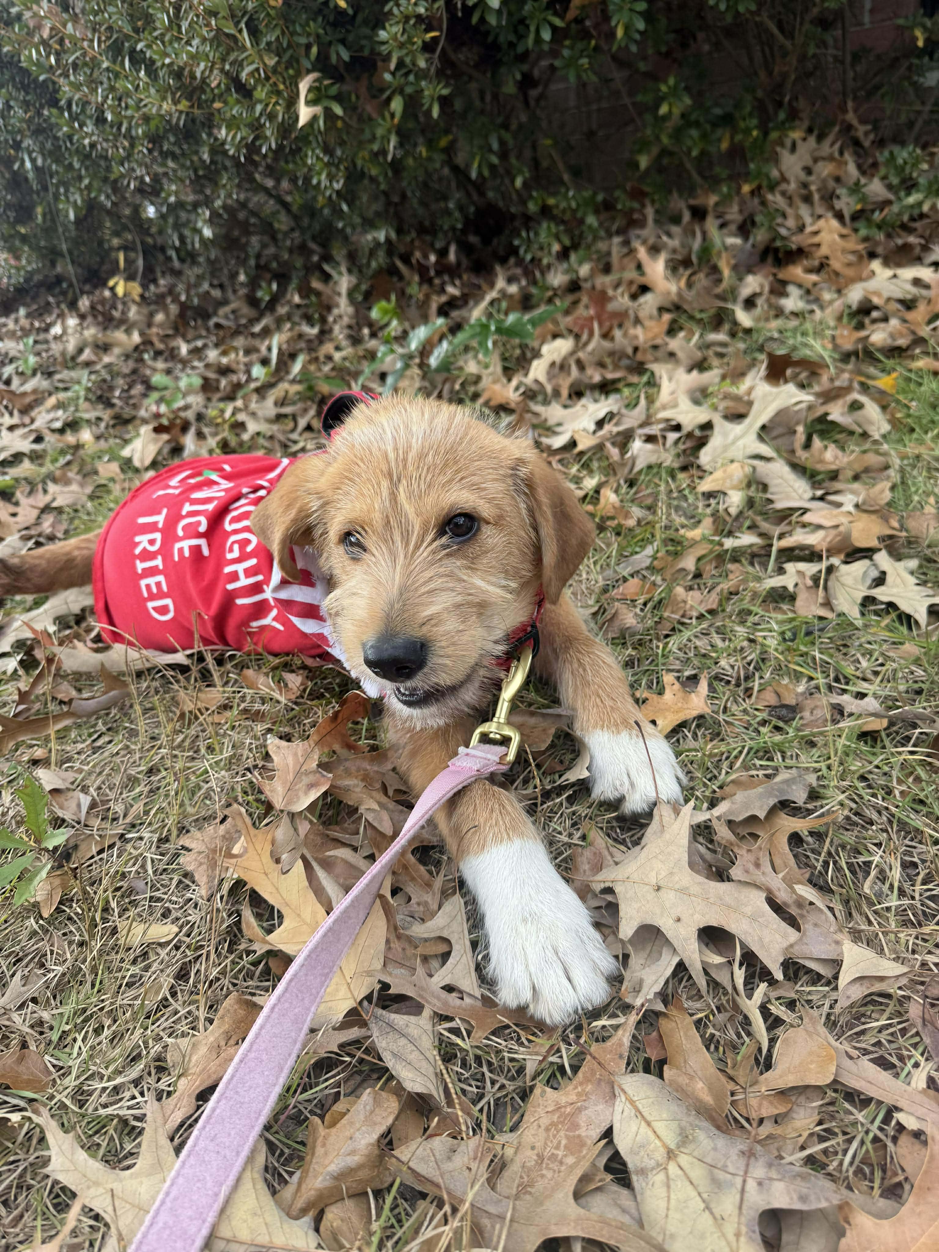 Benji, an adoptable Wirehaired Terrier in Wando, SC image 4/4