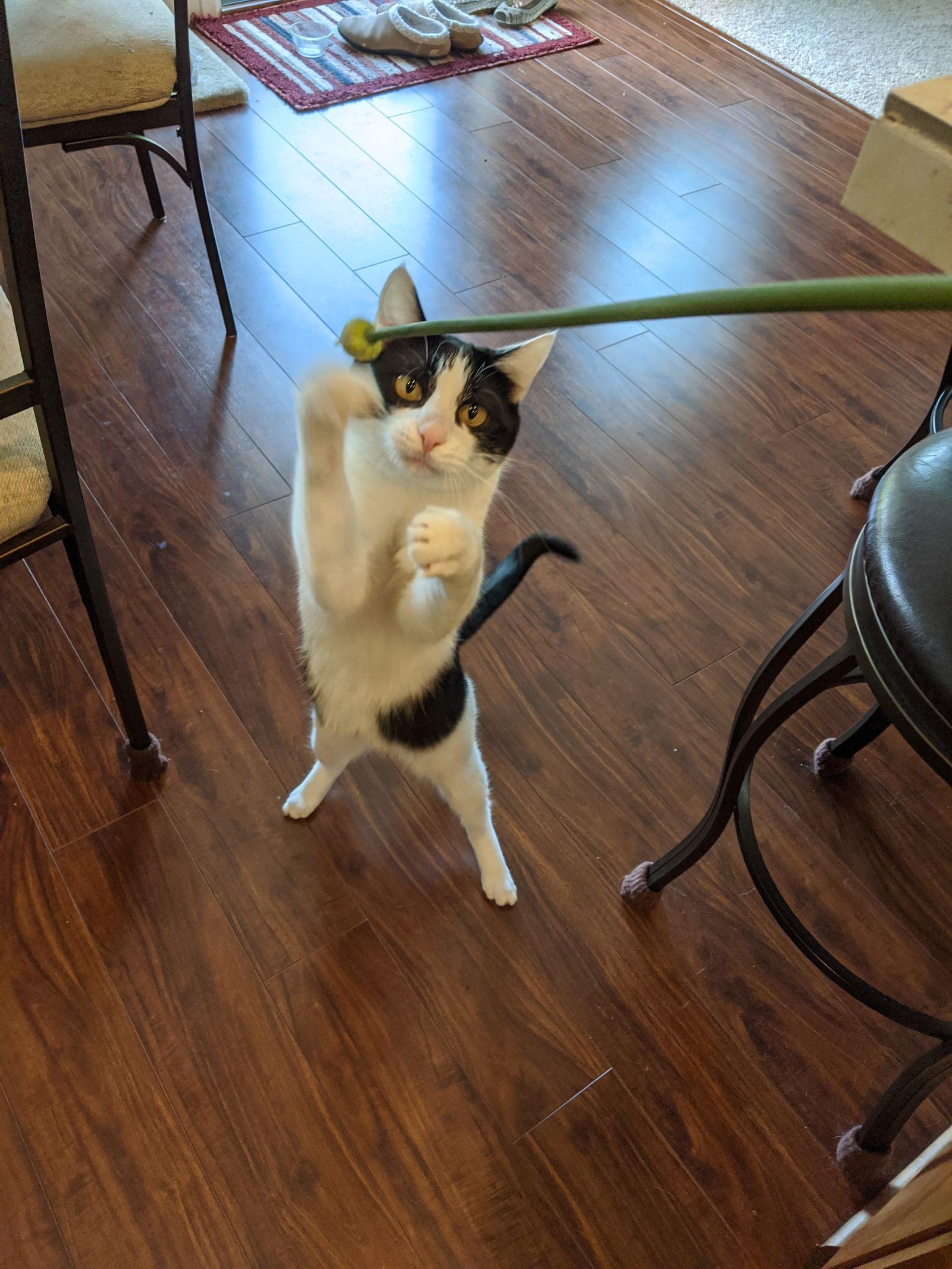 TESS #1742 - Offered by Owner - Senior, Adoptable, Senior Female American Shorthair.