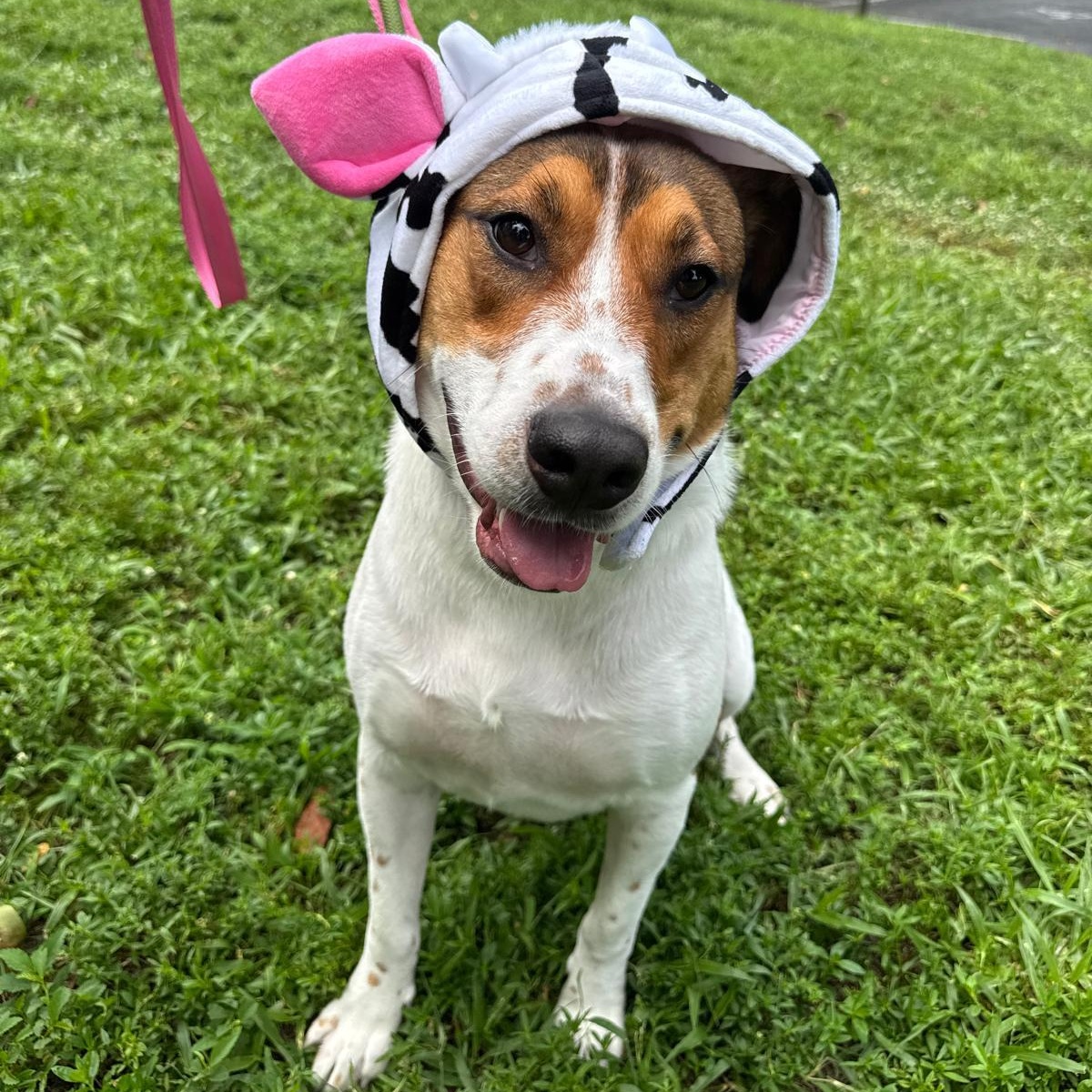 Enlarge Benson 6834, a Adoptable mixed breed in Boca Raton, FL image 3/4