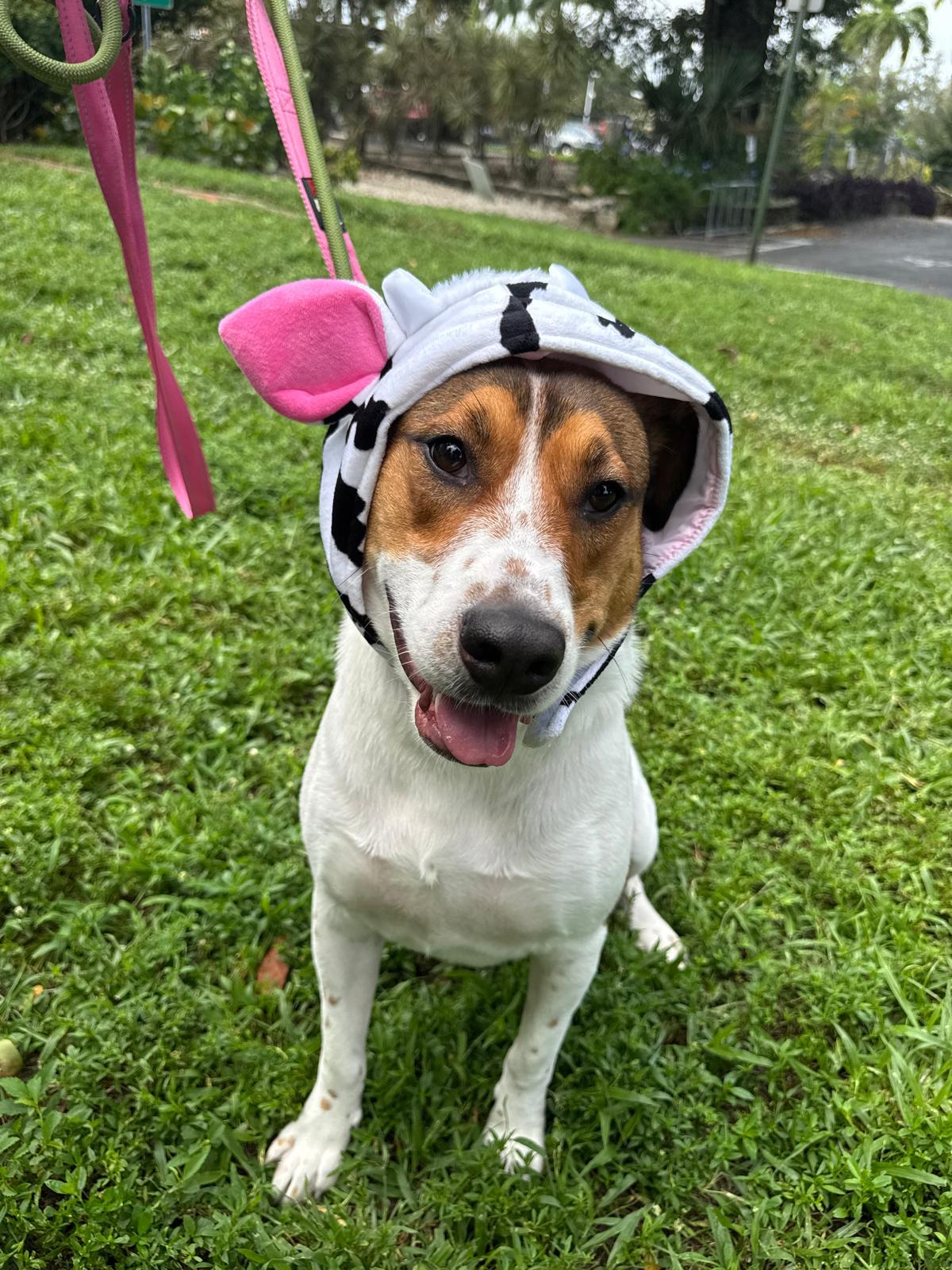 Benson 6834, a Adoptable mixed breed in Boca Raton, FL image 2/4