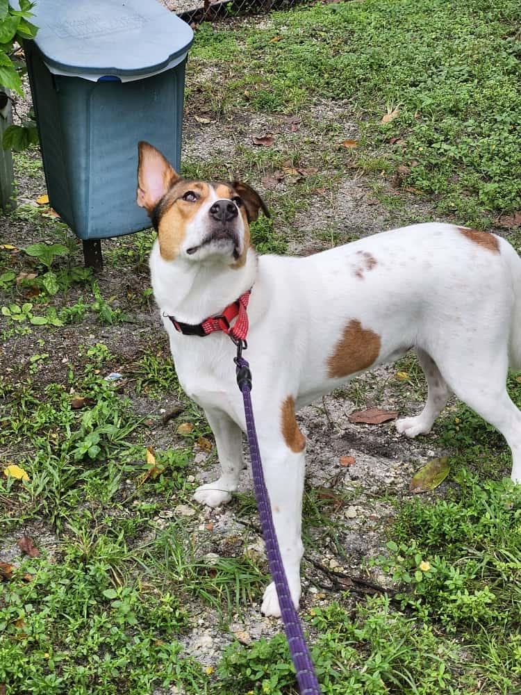 Benson 6834, a Adoptable mixed breed in Boca Raton, FL image 4/4