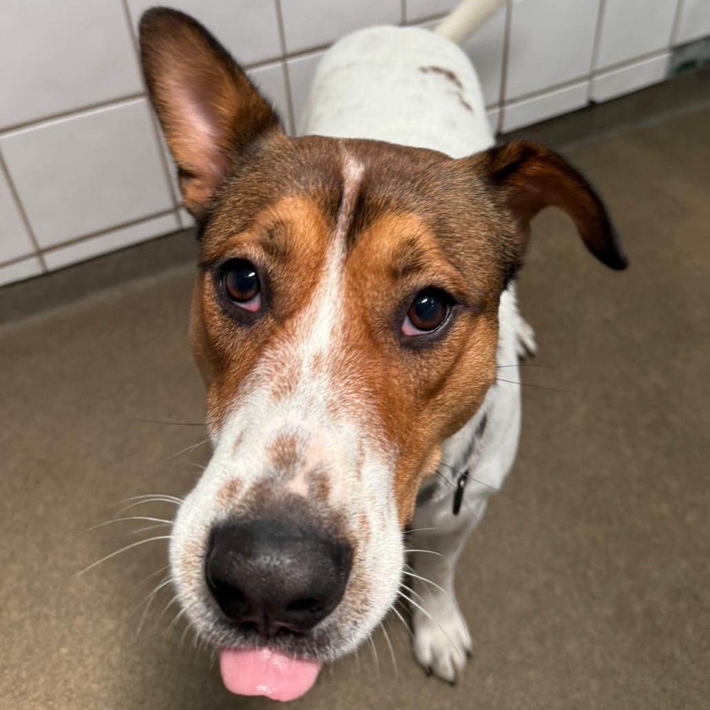 Enlarge Benson 6834, a Adoptable mixed breed in Boca Raton, FL image 4/4