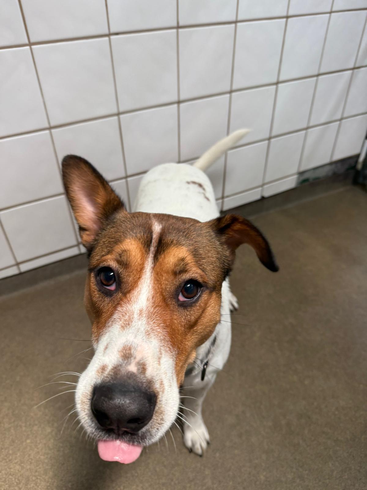 Benson 6834, a Adoptable mixed breed in Boca Raton, FL image 3/4