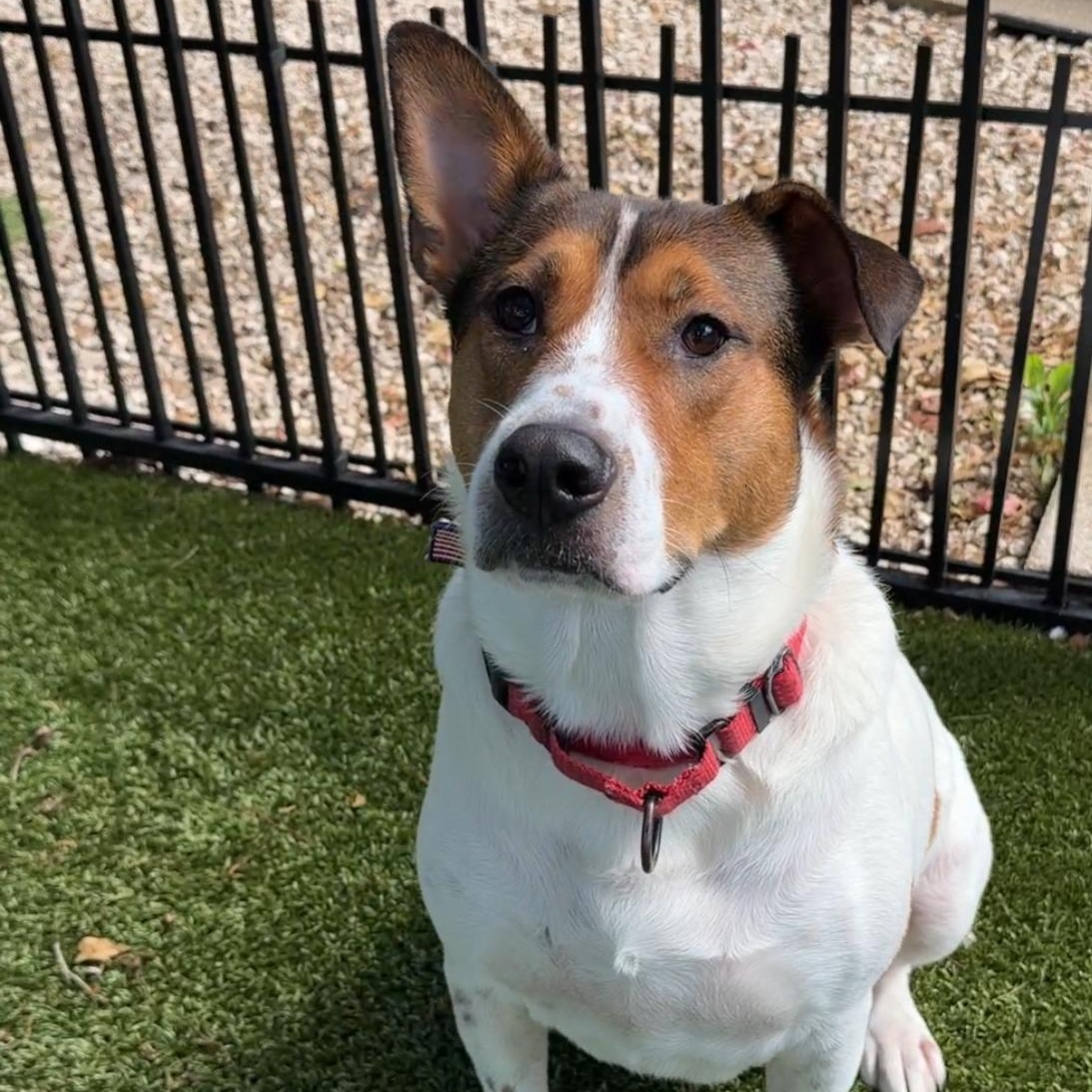 Enlarge Benson 6834, a Adoptable mixed breed in Boca Raton, FL image 1/4