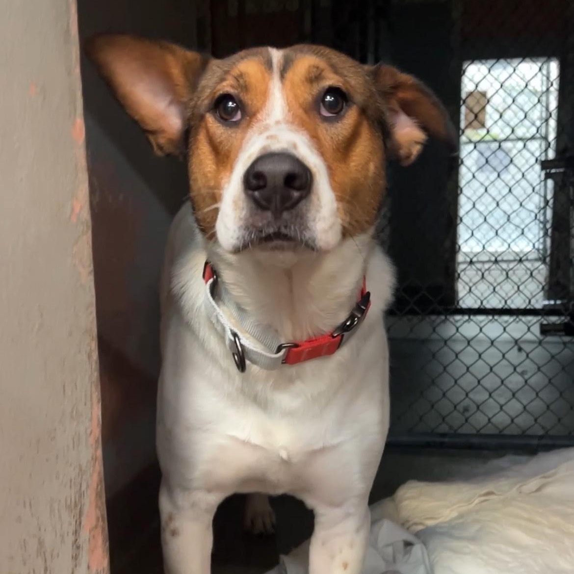 Benson 6834, a Adoptable mixed breed in Boca Raton, FL image 1/4