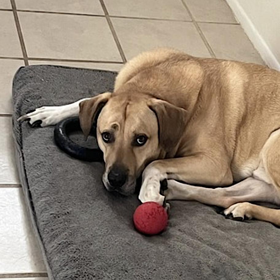 Chulo — thumbnail 5