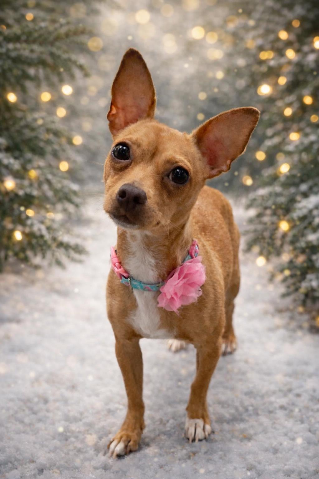 CeCe, an adopted mixed breed in Houston, TX image 3/4