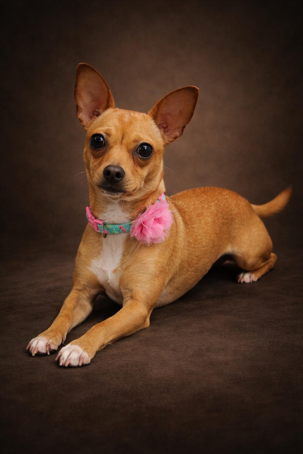 CeCe, an adopted mixed breed in Houston, TX image 1/4
