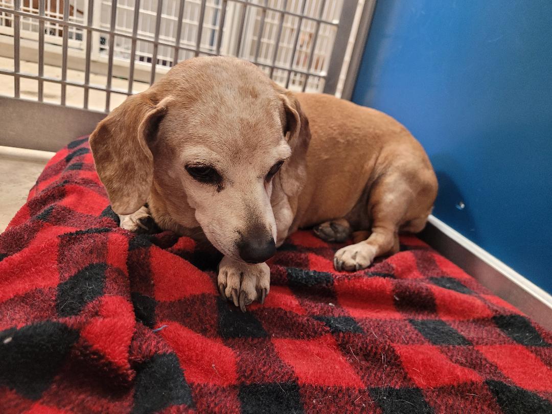 Enlarge Stray Dachshund, a ADOPTABLE Dachshund in Hays, KS image 3/5