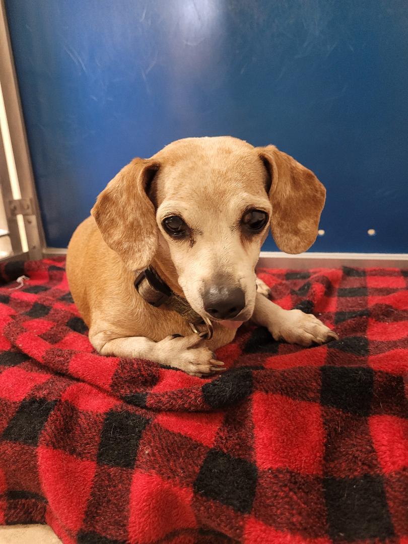Enlarge Stray Dachshund, a ADOPTABLE Dachshund in Hays, KS image 4/5