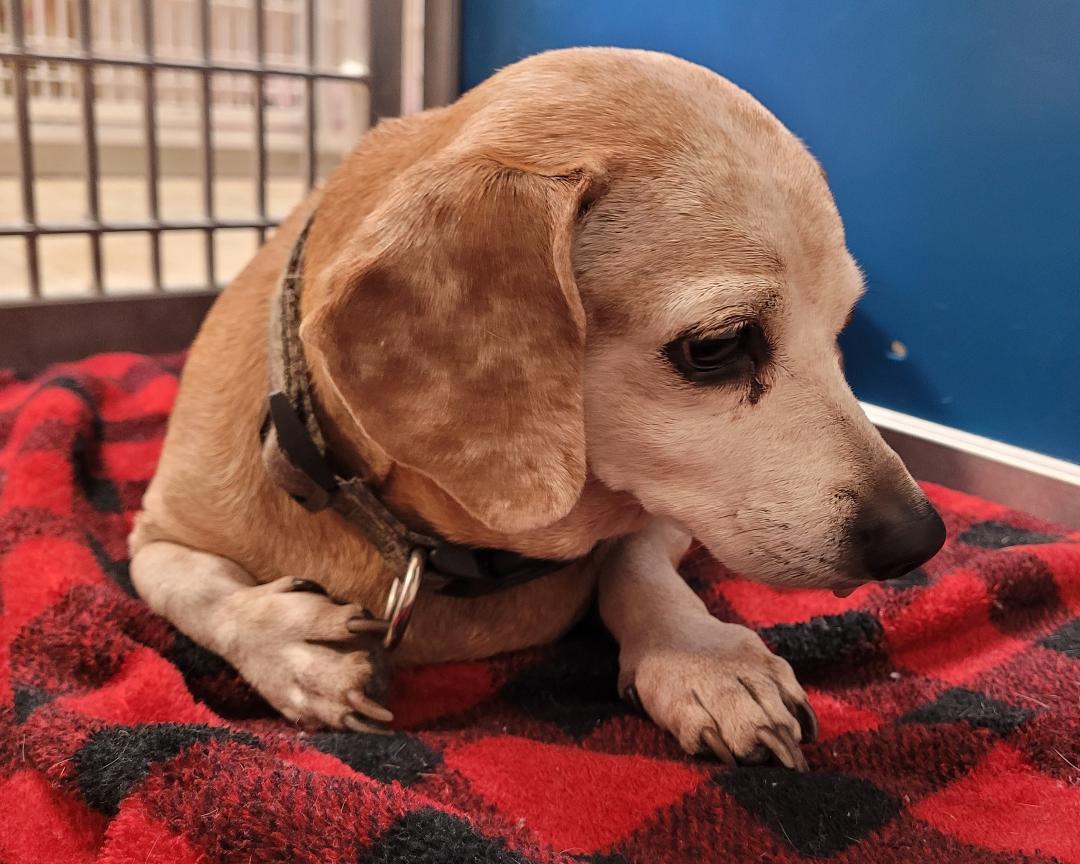 Enlarge Stray Dachshund, a ADOPTABLE Dachshund in Hays, KS image 5/5