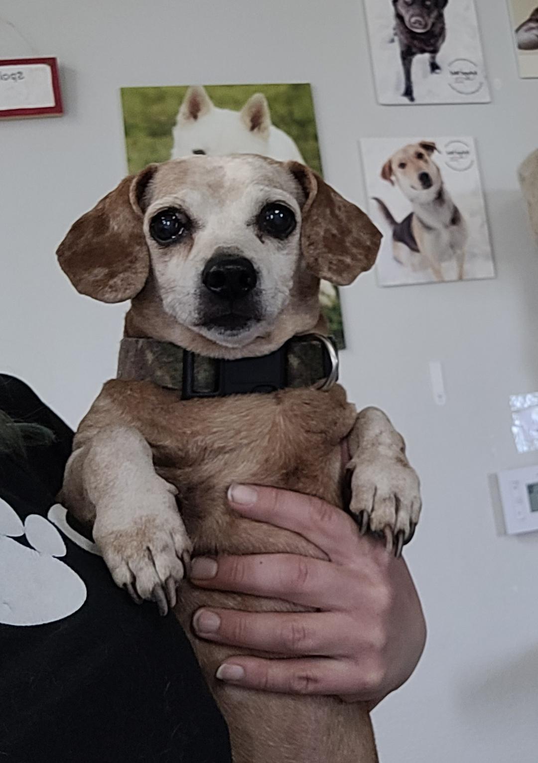Enlarge Stray Dachshund, a ADOPTABLE Dachshund in Hays, KS image 1/5