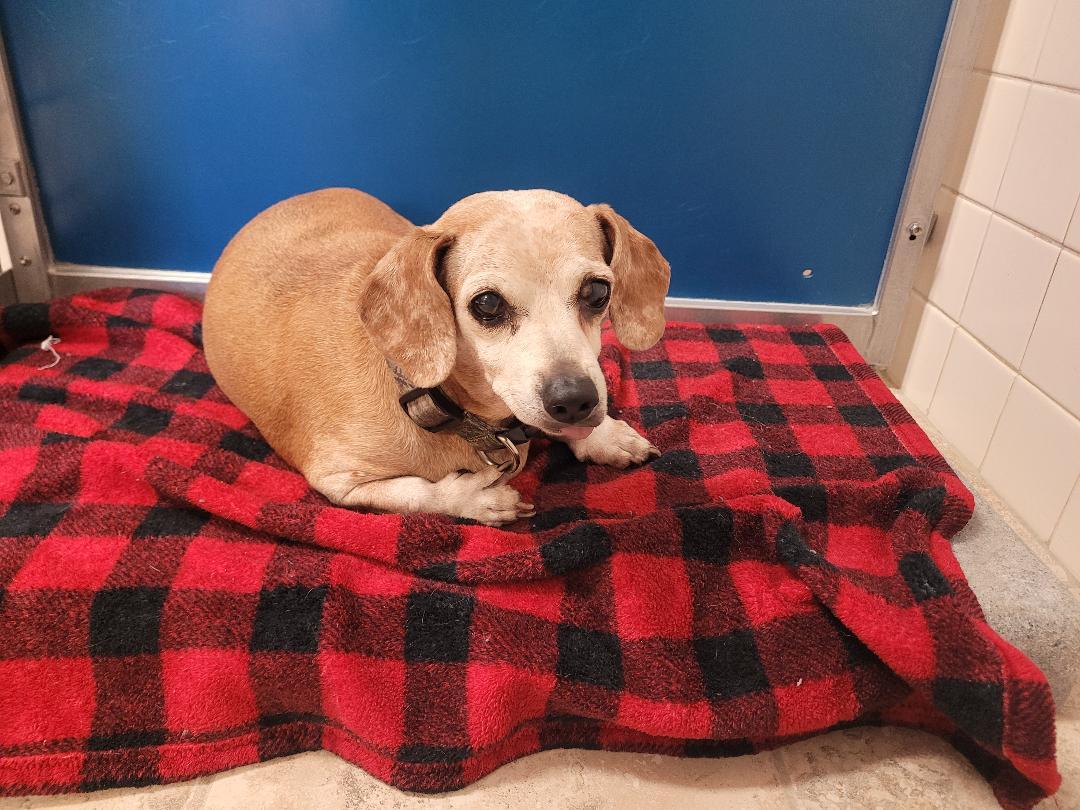 Enlarge Stray Dachshund, a ADOPTABLE Dachshund in Hays, KS image 2/5