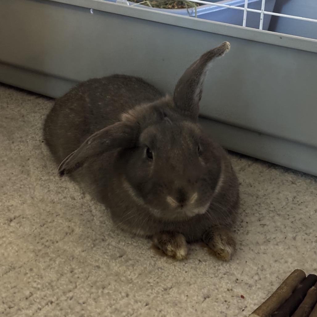 Enlarge Partridge, a Adoptable Rex in Warwick, RI image 1/6