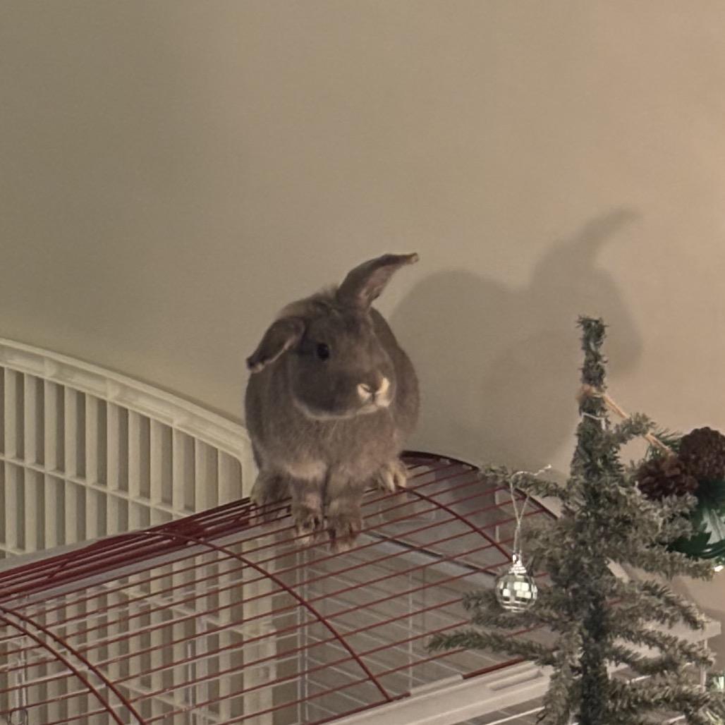 Enlarge Partridge, a Adoptable Rex in Warwick, RI image 2/6