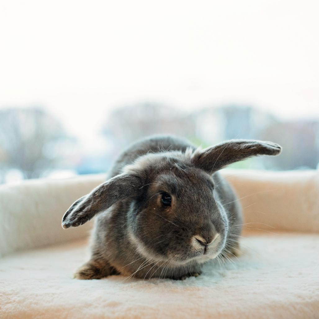 Enlarge Partridge, a Adoptable Rex in Warwick, RI image 3/6