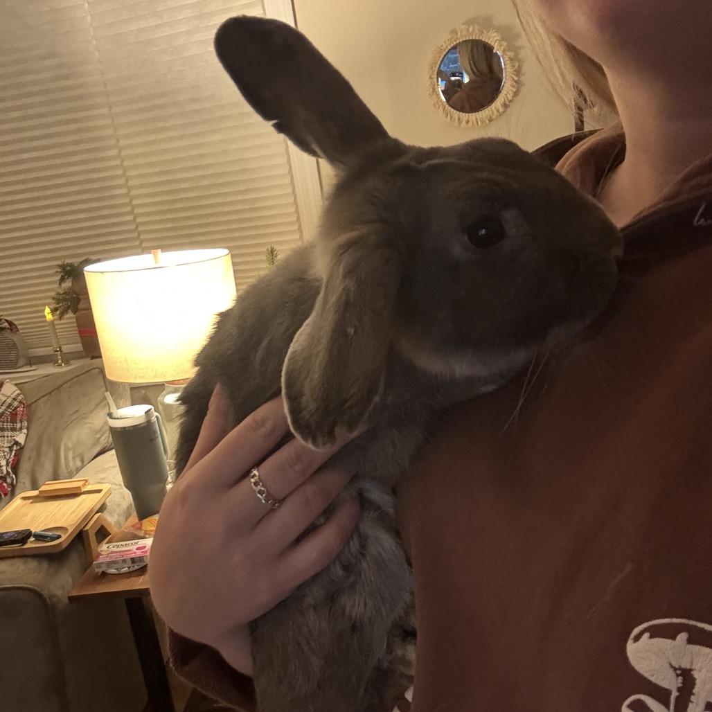 Enlarge Partridge, a Adoptable Rex in Warwick, RI image 4/6