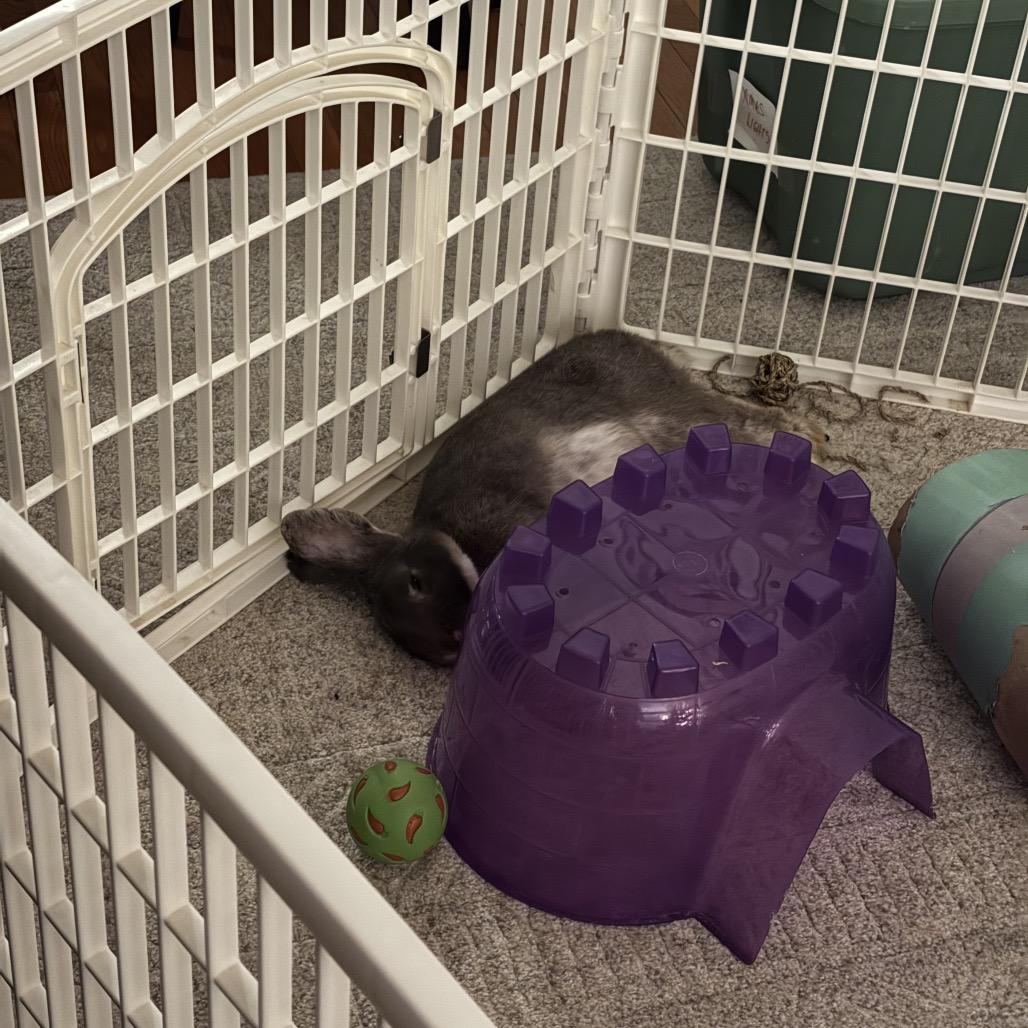 Enlarge Partridge, a Adoptable Rex in Warwick, RI image 5/6