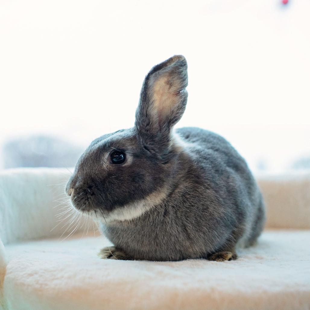 Enlarge Partridge, a Adoptable Rex in Warwick, RI image 6/6