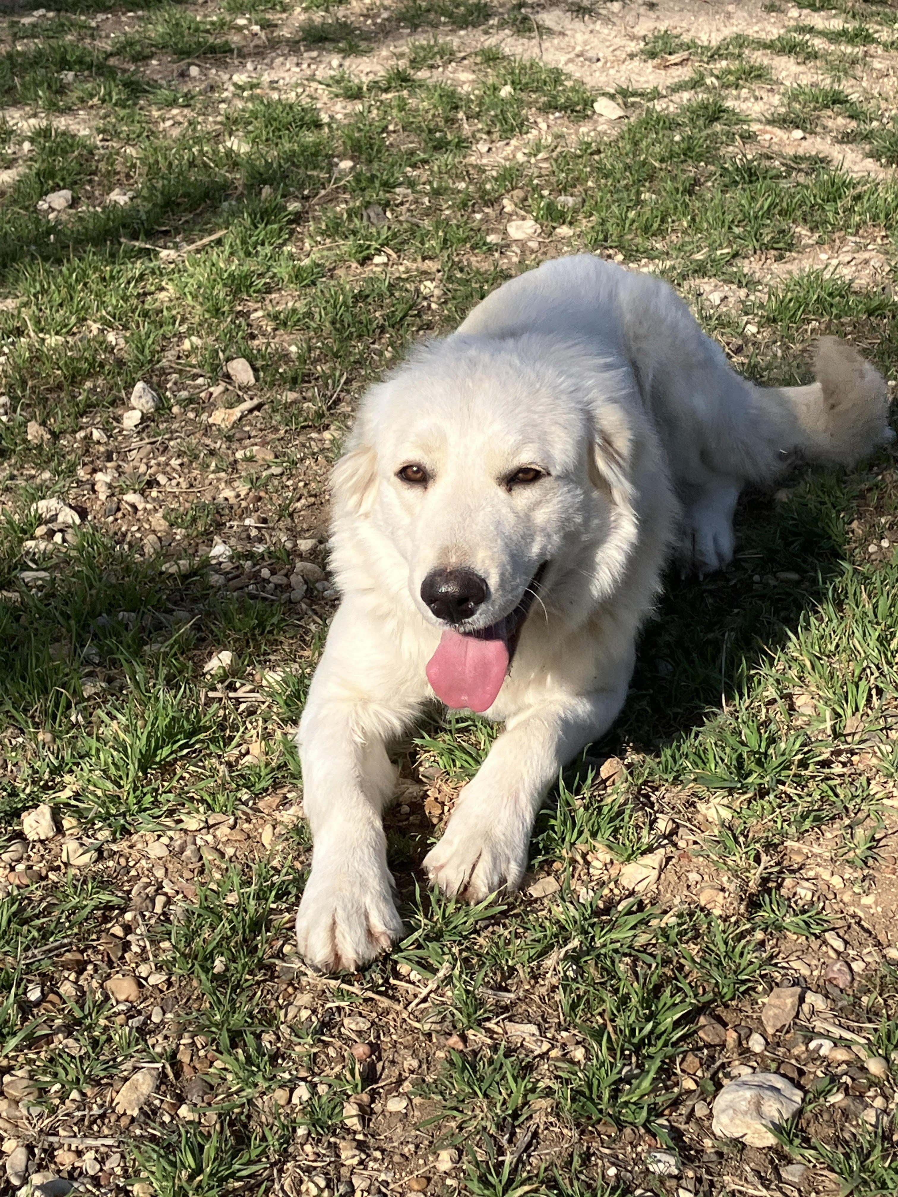 Enlarge SNOW - Sweet and Silly, a Adoptable mixed breed in Ellington, CT image 4/6