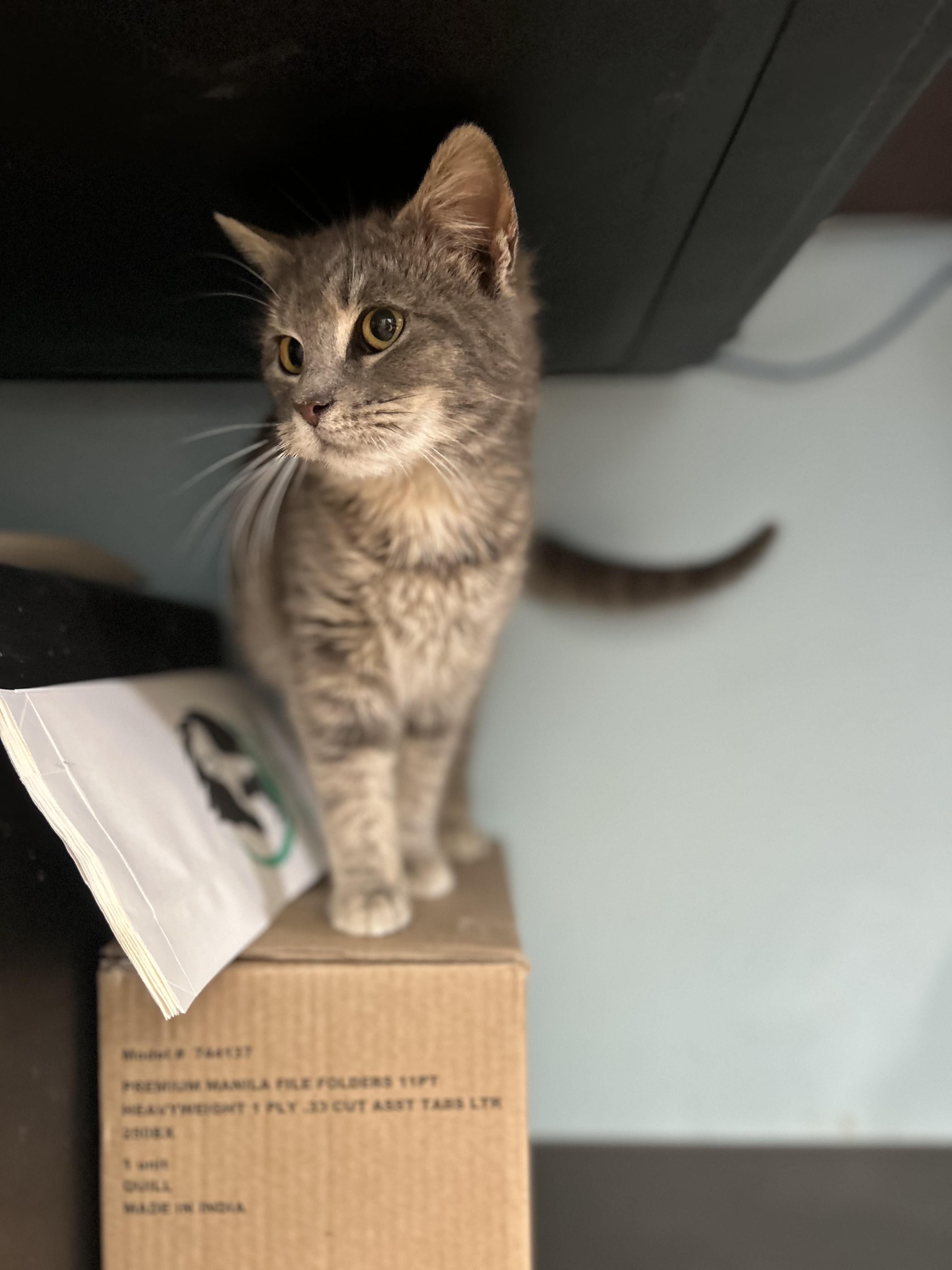 Guppy *, a Adoptable Domestic Short Hair in Douglas, MI image 2/4